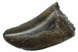 Serrated, Tyrannosaur (Nanotyrannus) Tooth - Montana #350404-1